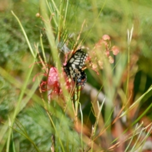 Papilio anactus at Aranda, ACT - 11 Feb 2022