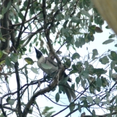Philemon corniculatus (Noisy Friarbird) at Aranda, ACT - 11 Feb 2022 by KMcCue