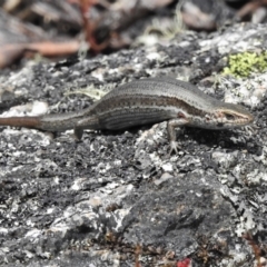 Pseudemoia entrecasteauxii (Woodland Tussock-skink) at Bimberi, NSW - 11 Feb 2022 by JohnBundock