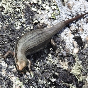 Pseudemoia entrecasteauxii at Bimberi, NSW - 11 Feb 2022 02:29 PM