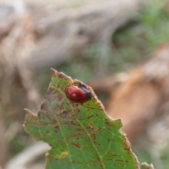 Ditropidus sp. (genus) (Leaf beetle) at The Pinnacle - 25 Jan 2022 by Birdy