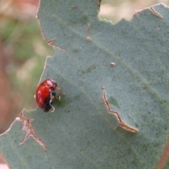 Ditropidus sp. (genus) at Hawker, ACT - 26 Jan 2022