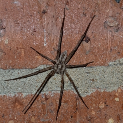 Argoctenus sp. (genus) (Wandering ghost spider) at Kambah, ACT - 11 Feb 2022 by HelenCross