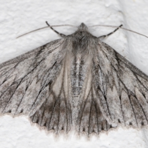 Cyneoterpna wilsoni at Melba, ACT - 15 Dec 2021