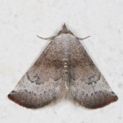 Mataeomera mesotaenia (Large Scale Moth) at Melba, ACT - 15 Dec 2021 by kasiaaus