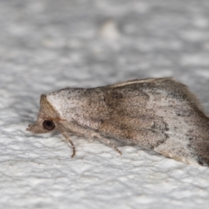 Mataeomera mesotaenia at Melba, ACT - 15 Dec 2021