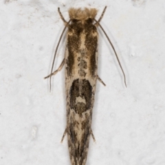 Moerarchis inconcisella at Melba, ACT - 15 Dec 2021 09:35 PM