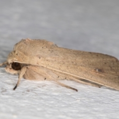 Mythimna (Pseudaletia) convecta at Melba, ACT - 21 Dec 2021