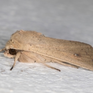 Mythimna (Pseudaletia) convecta at Melba, ACT - 21 Dec 2021