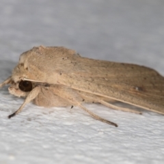 Mythimna (Pseudaletia) convecta at Melba, ACT - 21 Dec 2021