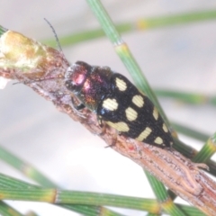 Astraeus (Astraeus) samouelli at Cotter River, ACT - 10 Feb 2022 10:57 PM