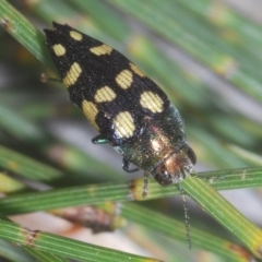 Astraeus (Astraeus) samouelli at Cotter River, ACT - 10 Feb 2022 10:57 PM