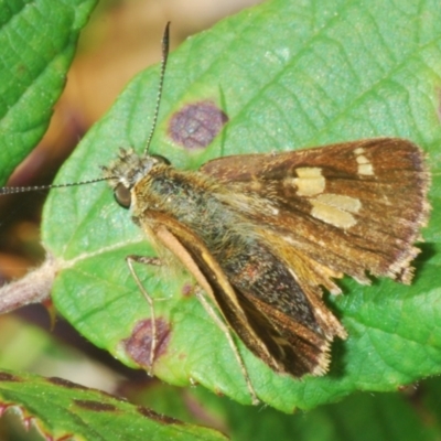 Timoconia flammeata (Bright Shield-skipper) at Cotter River, ACT - 8 Feb 2022 by Harrisi