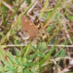 Timoconia flammeata at Cotter River, ACT - 8 Feb 2022 04:33 PM