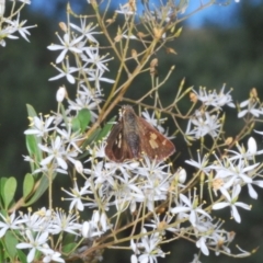 Timoconia flammeata at Cotter River, ACT - 8 Feb 2022 04:33 PM