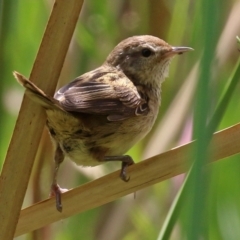 Poodytes gramineus (Little Grassbird) at Fyshwick, ACT - 11 Feb 2022 by RodDeb