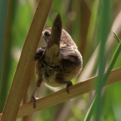 Poodytes gramineus at Fyshwick, ACT - 11 Feb 2022 02:12 PM