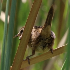 Poodytes gramineus at Fyshwick, ACT - 11 Feb 2022 02:12 PM