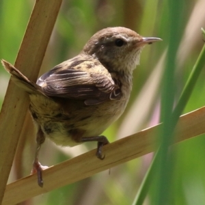 Poodytes gramineus at Fyshwick, ACT - 11 Feb 2022 02:12 PM