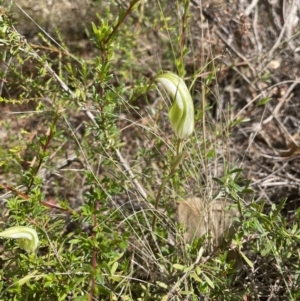 Diplodium ampliatum at Tennent, ACT - suppressed