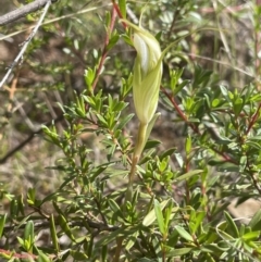 Diplodium ampliatum at Tennent, ACT - suppressed