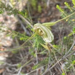 Diplodium ampliatum at Tennent, ACT - suppressed