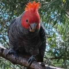 Callocephalon fimbriatum (Gang-gang Cockatoo) at Rivett, ACT - 8 Feb 2022 by maXineC