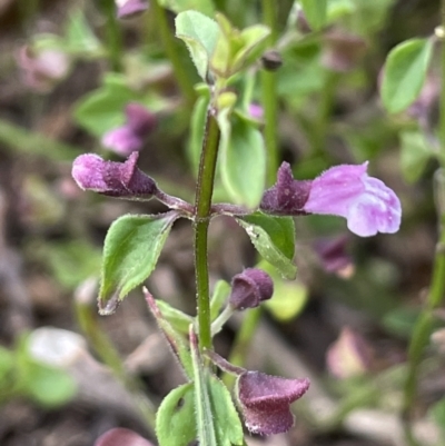 Scutellaria humilis (Dwarf Skullcap) at Tennent, ACT - 11 Feb 2022 by JaneR