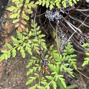 Cheilanthes austrotenuifolia at Tennent, ACT - 11 Feb 2022 04:40 PM