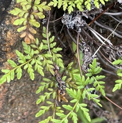 Cheilanthes austrotenuifolia (Rock Fern) at Tennent, ACT - 11 Feb 2022 by JaneR