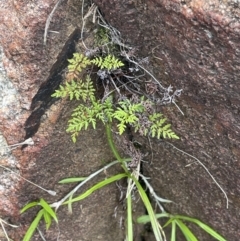 Cheilanthes austrotenuifolia at Tennent, ACT - 11 Feb 2022 04:40 PM