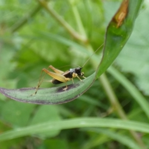 Trigonidium sp. (genus) at McKellar, ACT - 10 Feb 2022