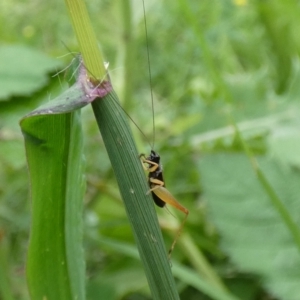 Trigonidium sp. (genus) at McKellar, ACT - 10 Feb 2022