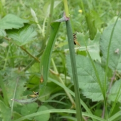 Trigonidium sp. (genus) at McKellar, ACT - suppressed