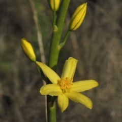 Bulbine glauca (Rock Lily) at Tennent, ACT - 9 Nov 2021 by michaelb
