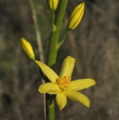 Bulbine glauca (Rock Lily) at Tennent, ACT - 9 Nov 2021 by michaelb