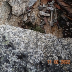 Unidentified Skink at Cotter River, ACT - 11 Feb 2022 by GirtsO