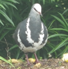 Leucosarcia melanoleuca (Wonga Pigeon) at South Lismore, NSW - 3 Feb 2022 by Susannah40