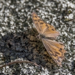 Heteronympha merope (Common Brown Butterfly) at Tennent, ACT - 11 Feb 2022 by WarrenRowland