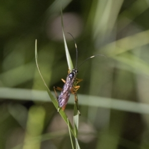 Gotra sp. (genus) at Tennent, ACT - 12 Feb 2022