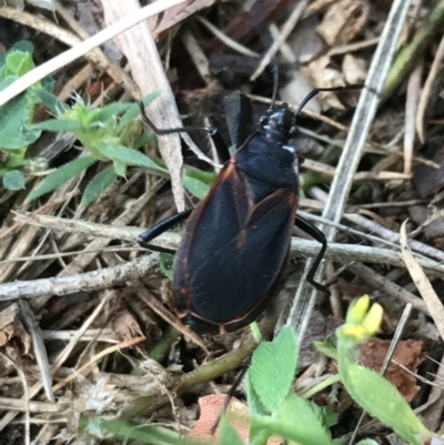 Dindymus circumcinctus (Bordered harlequin bug) at Garran, ACT - 8 Feb 2022 by Tapirlord