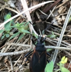 Dindymus circumcinctus at Garran, ACT - 8 Feb 2022