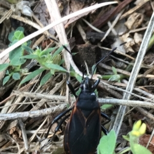 Dindymus circumcinctus at Garran, ACT - 8 Feb 2022