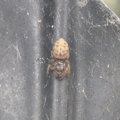 Unverified Spider at Phillip, ACT - 9 Feb 2022 by Tapirlord