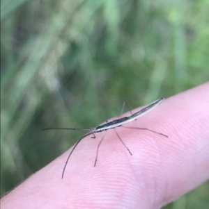 Mutusca brevicornis at Garran, ACT - 10 Feb 2022