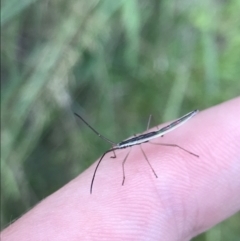 Mutusca brevicornis at Garran, ACT - 10 Feb 2022