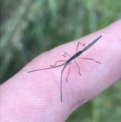 Mutusca brevicornis at Garran, ACT - 10 Feb 2022