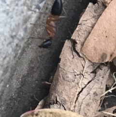Camponotus consobrinus (Banded sugar ant) at Garran, ACT - 11 Feb 2022 by Tapirlord