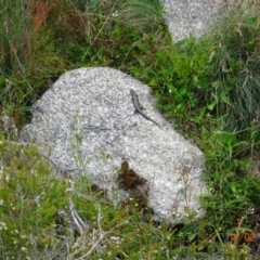 Eulamprus tympanum at Cotter River, ACT - 11 Feb 2022