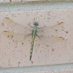 Orthetrum caledonicum (Blue Skimmer) at Holder, ACT - 7 Feb 2022 by Miranda